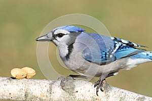 Blue Jay Eating Peanuts