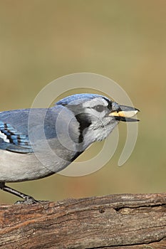 Blue Jay Eating Peanuts