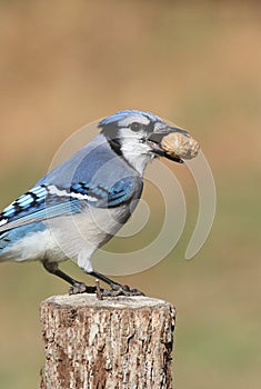 Blue Jay Eating Peanuts