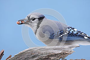 Blue Jay Eating Peanuts