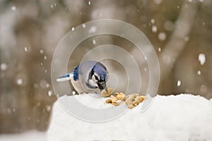 Blue Jay Eating Peanuts in Snowstorm