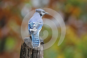 Blue Jay in Fall