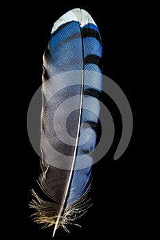 Blue jay feather on black background.