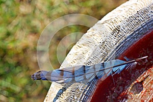 Blue Jay Feather Left on Stone Birdbath