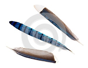 Blue Jay Feathers