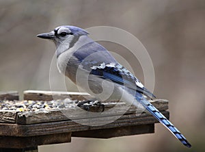 Blue Jay on a Feeder