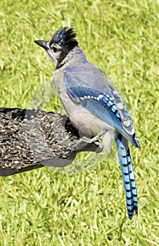 Blue Jay Feeding