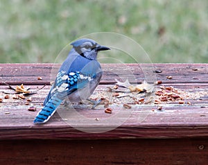 Blue jay feeding on nuts in winter