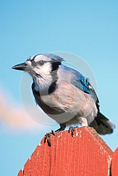 Blue Jay on a Fence