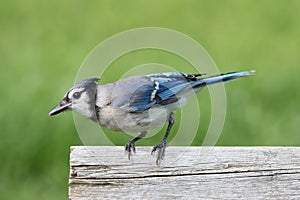 Blue Jay on a Fence