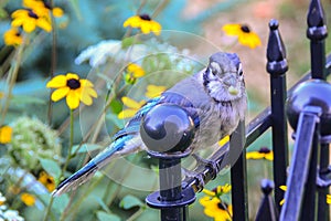 Blue Jay