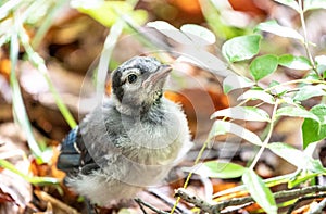 Blue Jay Fledgling Looking for his Mother