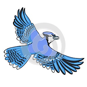 Blue jay flies isolate on a white background. Vector graphics photo