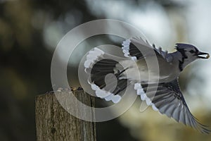 Blue Jay Flies Off With A Peanut