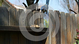 A blue jay flying to fence and grabbing a peanut on the fence and flying away