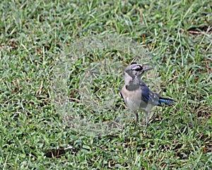 Blue jay on grass lawn looking over shoulder