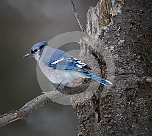 Blue Jay Hanging Out