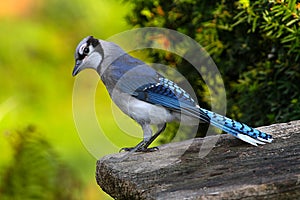 Blue Jay Head Titled Lime Green Background - Cyanocitta cristata