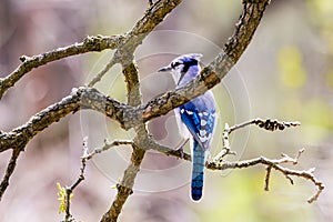 A Blue Jay Hiding on a Branch