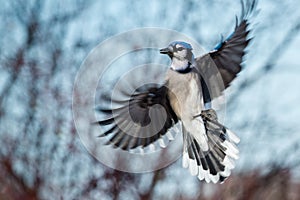 Blue Jay - Cyanocitta cristata