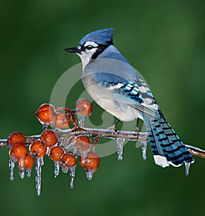 Blue Jay on icy branch