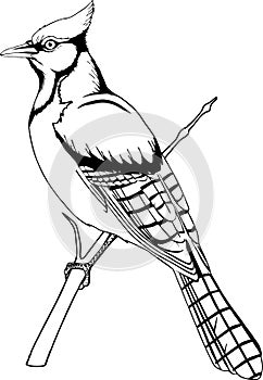 Blue Jay Illustration