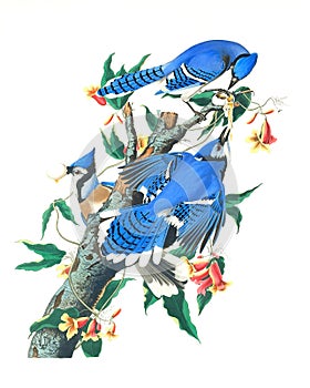 Blue Jay illustration