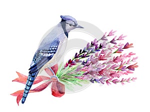Blue jay isolated on a white background.