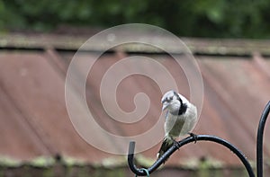 Blue jay looking curious by the feeder