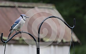 Blue jay looking pensive