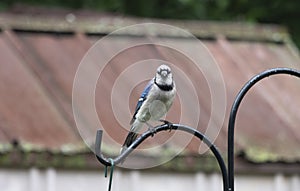 Blue jay looking right at you