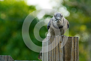 Blue jay looking at viewer