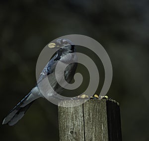 Blue Jay Looks In The Direction It Wants To Fly