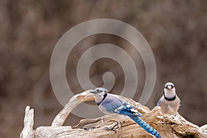 Blue Jay mates on driftwood in Spring