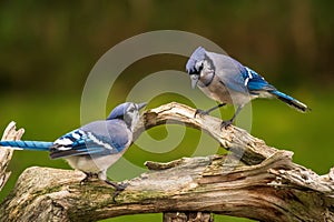 Blue Jay mates perched on driftwood