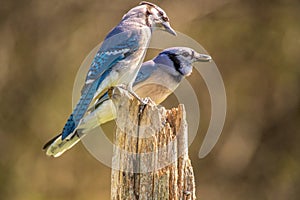 Blue Jay mates perched on a pole