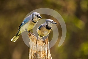 Blue Jay mates perched together