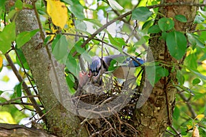 Blue Jay Mom Feeding Chicks