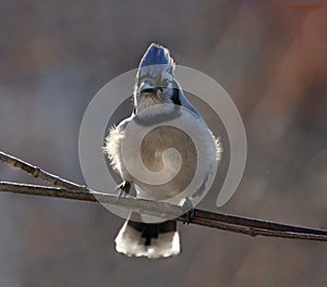 Blue jay in nature during winter