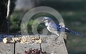 Blue jay With Nut in his beak 2 - Cyanocitta cristata