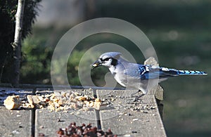 Blue jay With Nut in his beak - Cyanocitta cristata
