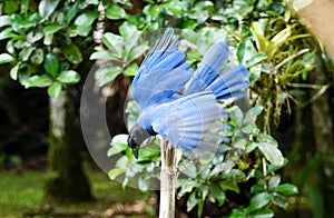 Blue crow with open wings photo