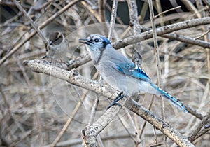 The blue jay is a passerine bird