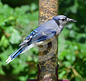 Blue jay is a passerine bird in the family Corvidae
