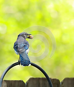 Blue jay with peanut