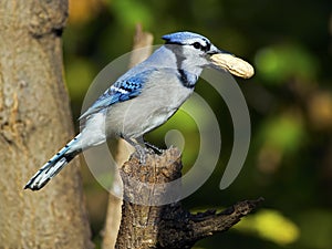 Blue Jay with Peanut