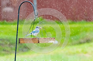 Blue jay with peanut in beak