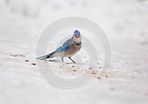 Blue Jay on snow in winter eating peanut