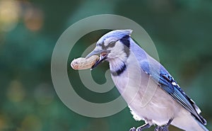 Blue Jay the peanut stealer