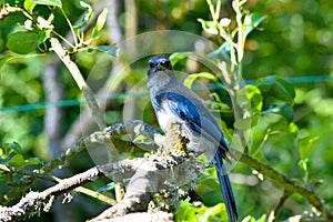 Blue Jay Pear Tree Glance